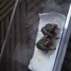 ابغا وحد عمره 2 بدل بلبل ما فيهم شي سباب البيع ابي وحد عمره