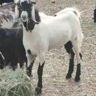 تيس فحل جذع