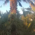 للبيع نخيل سكري وذاوي وبرحي. ودخيني