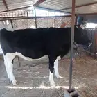 عجله حسيله الماني فاخره