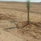 يوجد فراخه خضري وصقعي. للبيع بسعر مناسب