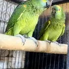 جوز امزوني وكاسكو