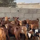 تيوس دهم ( تم البيع )