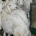 خرفان ورحال