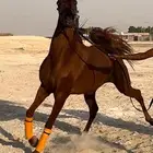 فرس واهو من العيار الثقيل للبيع