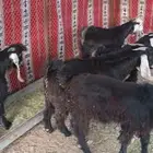تيوس طيبه