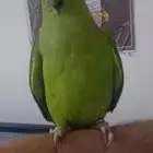 ببغاء دره للبيع
