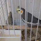 7طيور كروان 2 سود و4 طفرات جينية.مميزة اسمنتي وواحد لاتينو