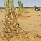 نخل القصيم نخل للبيع سكري صقعي مجدول ونانه