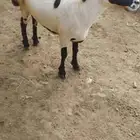 رخل للبيع العمر 8 شهر