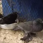 جوز حمام للبيع.