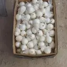 شتلات زراعية