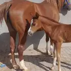 فرس واهو 2006 تحتها مهره عمرها شهر الفرس شوفها ضعيف