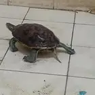 سلحفاة قزوين برمائيه