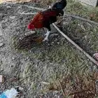 للبيع دجاج بلدي