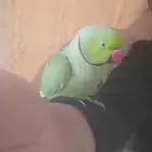 دره ذكر متكلام