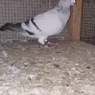 فحلين زاجل ايس