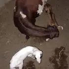 نعجه منتوج بفرير ورخل