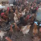 دجاج بياض نضيف محصن على الشرط
