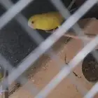 جوز بادجي منتج شبه اليف