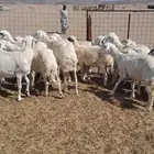 ضأن حري ولد للبيع