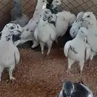 اللبيع حمام