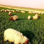 خرفان نعيم بلدي