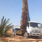 لدن نخل وفصيل ووشنطني