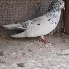 جوز قلابي انجليزي