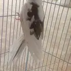طير كروان هولندى بالطائف