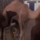 السلام عليكم بكره اللبيع طيبه سمين