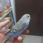 طيور بادجي