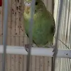 السلام عليكم بادجي شبه اليف عمره ثلاثه اشهر