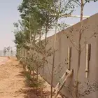 سروا إيطالي واشجار الترمناليا