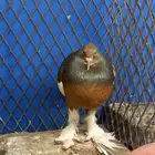 نفاخ