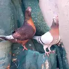 أعرض لكم جوز شامي تب التب