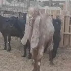 تيس للبيع صنف