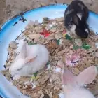 السلام عليكم العرض لكم أرنب