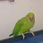 ببغاء دره للبيع