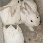 بابيون عملاق