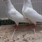 للبيع جوز صنعاوي