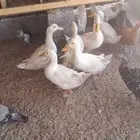 بط بكيني