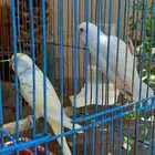 جوز باجي أو حب تحته 5 فروخ