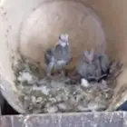 حمام بلدي مع زاجل مشكل