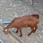 للبيع جفار