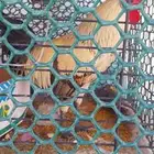 للبيع دجاجتين وثلاثة ديك عمر الدجاج 3اشهر وديكا 3اشهر