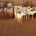 طليان ورخال حري