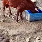 السلام عليكم ورحمة الله وبركاته