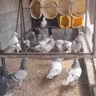 حمام فرنسي