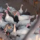 دجاج رومي